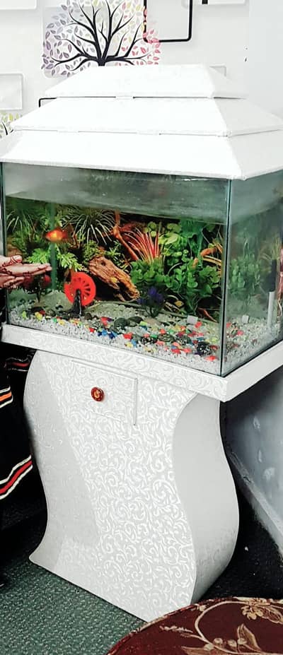 fish aquarium