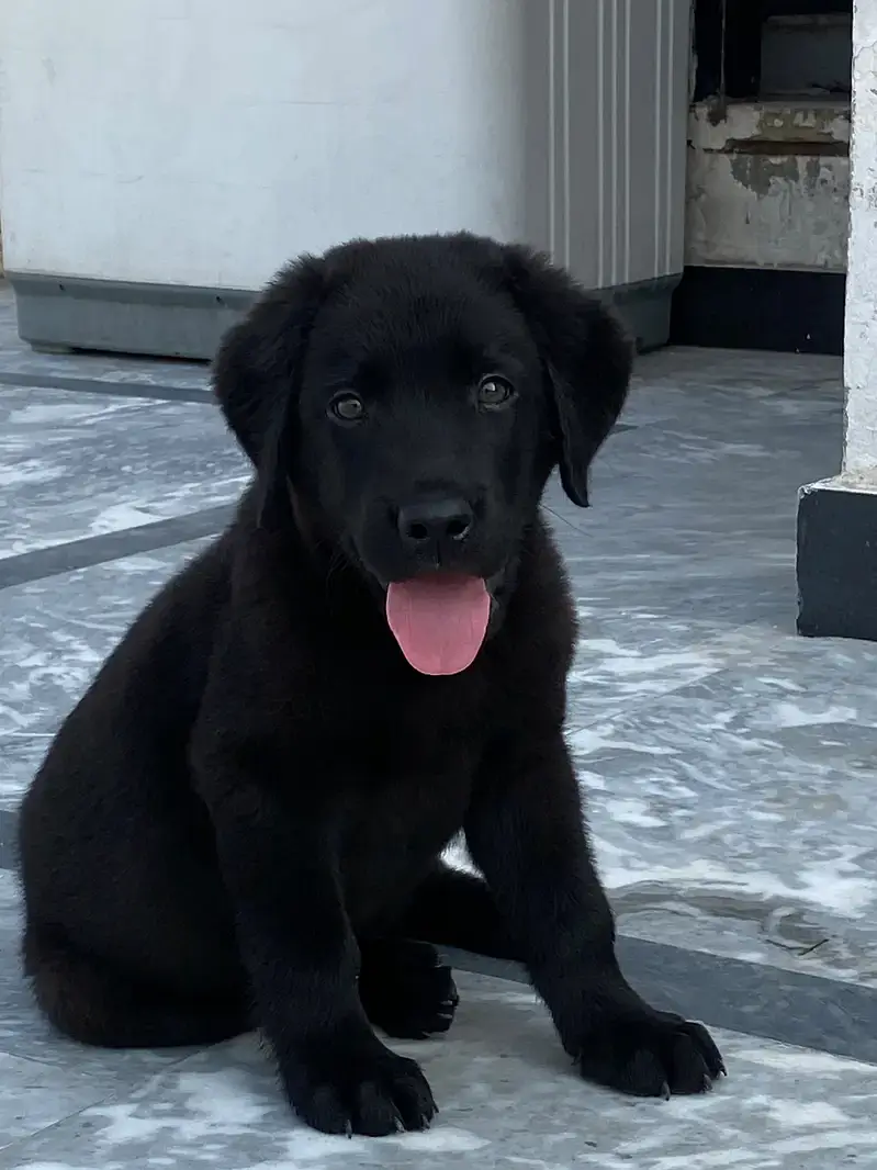 American labrador puppy | labra dog | pedigree labrador for sale