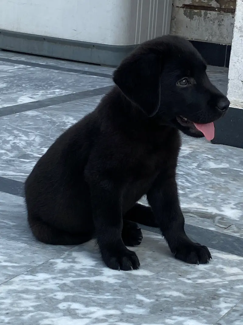 American labrador puppy | labra dog | pedigree labrador for sale — photo 2