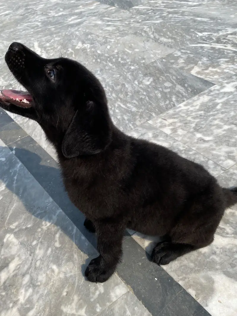 American labrador puppy | labra dog | pedigree labrador for sale — photo 3