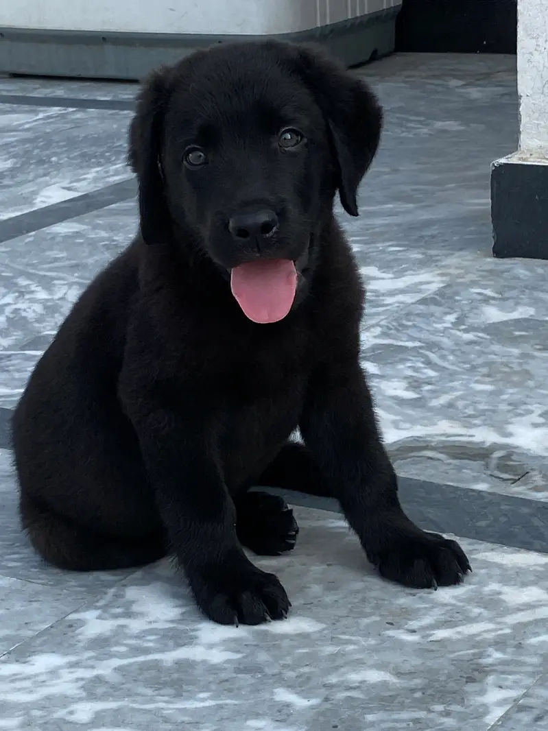 American labrador puppy | labra dog | pedigree labrador for sale — photo 4