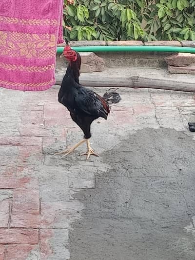 aseel and Desi hens(read discription)