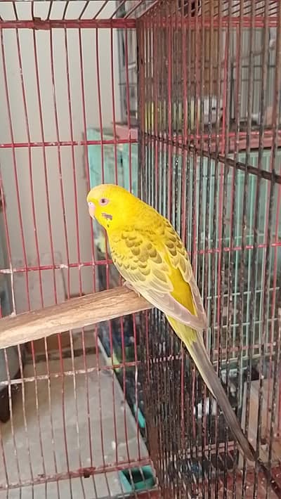 Fellow Male