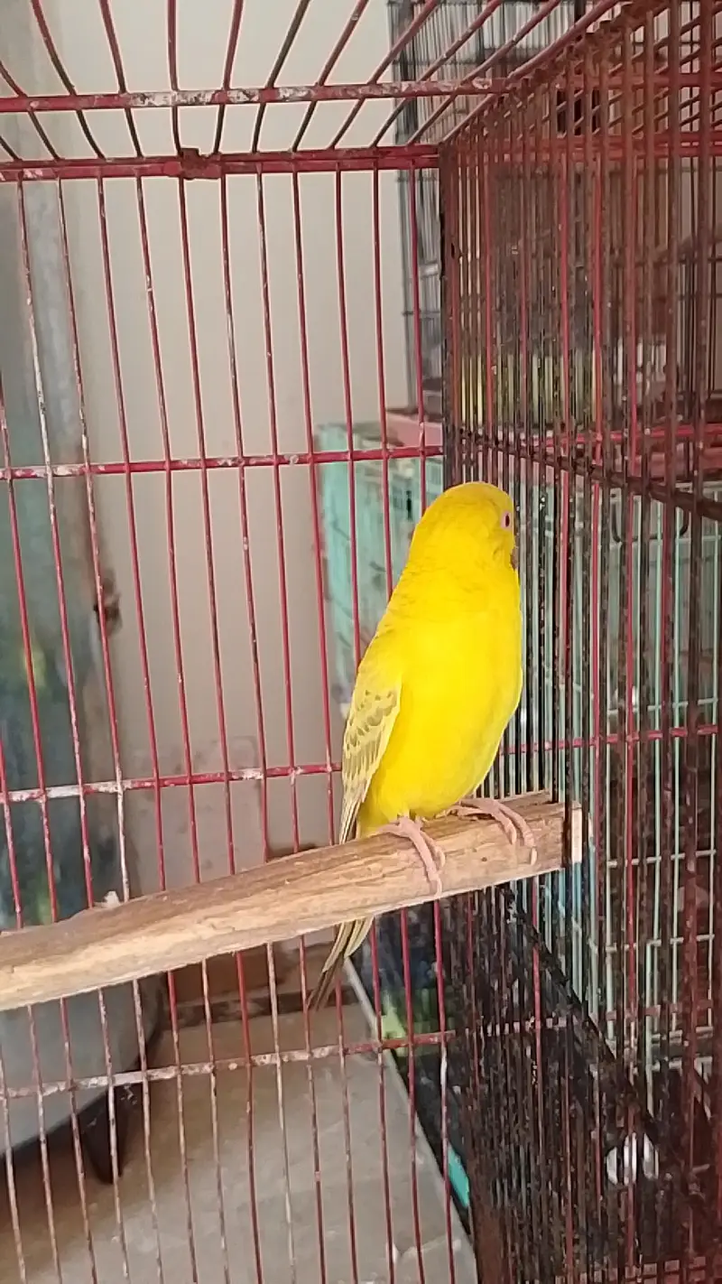 Fellow Male — photo 2