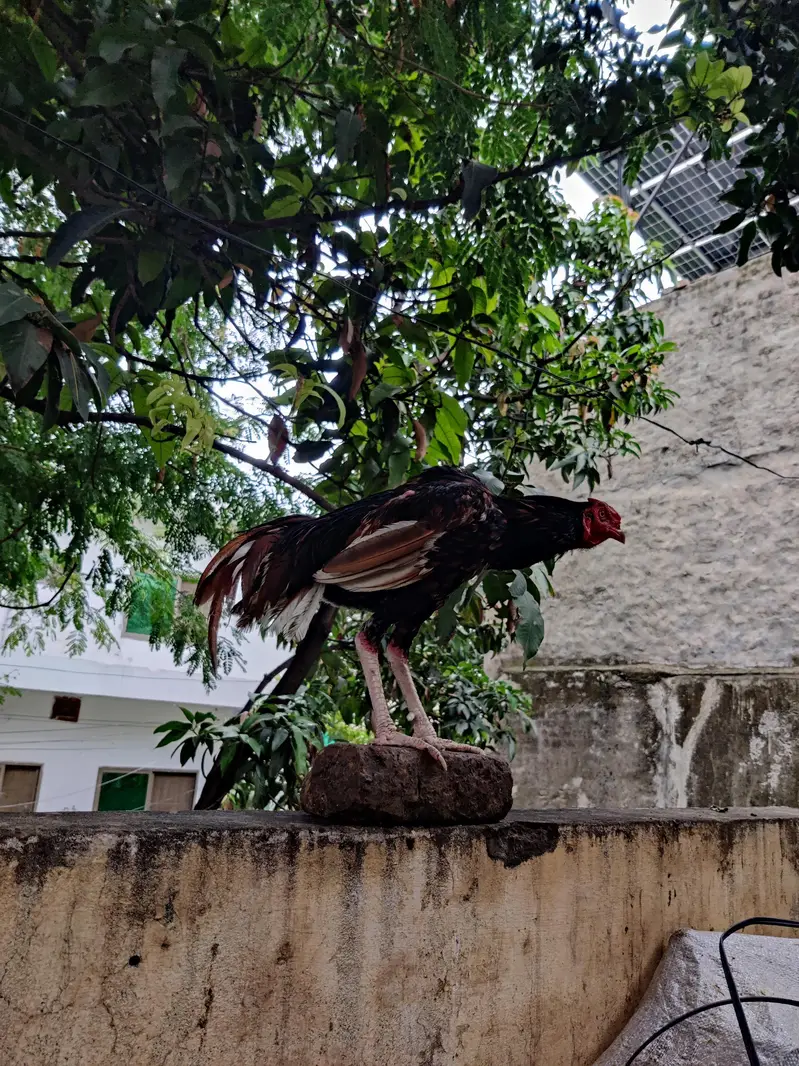 aseel murga — photo 2
