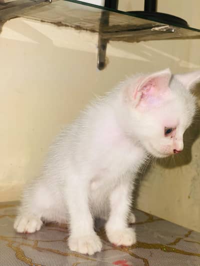 Persian kitten for sale double coated semi punch full active