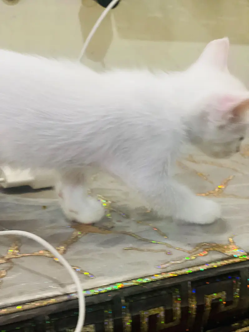 Persian kitten for sale double coated semi punch full active — photo 2