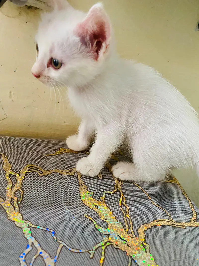 Persian kitten for sale double coated semi punch full active — photo 3