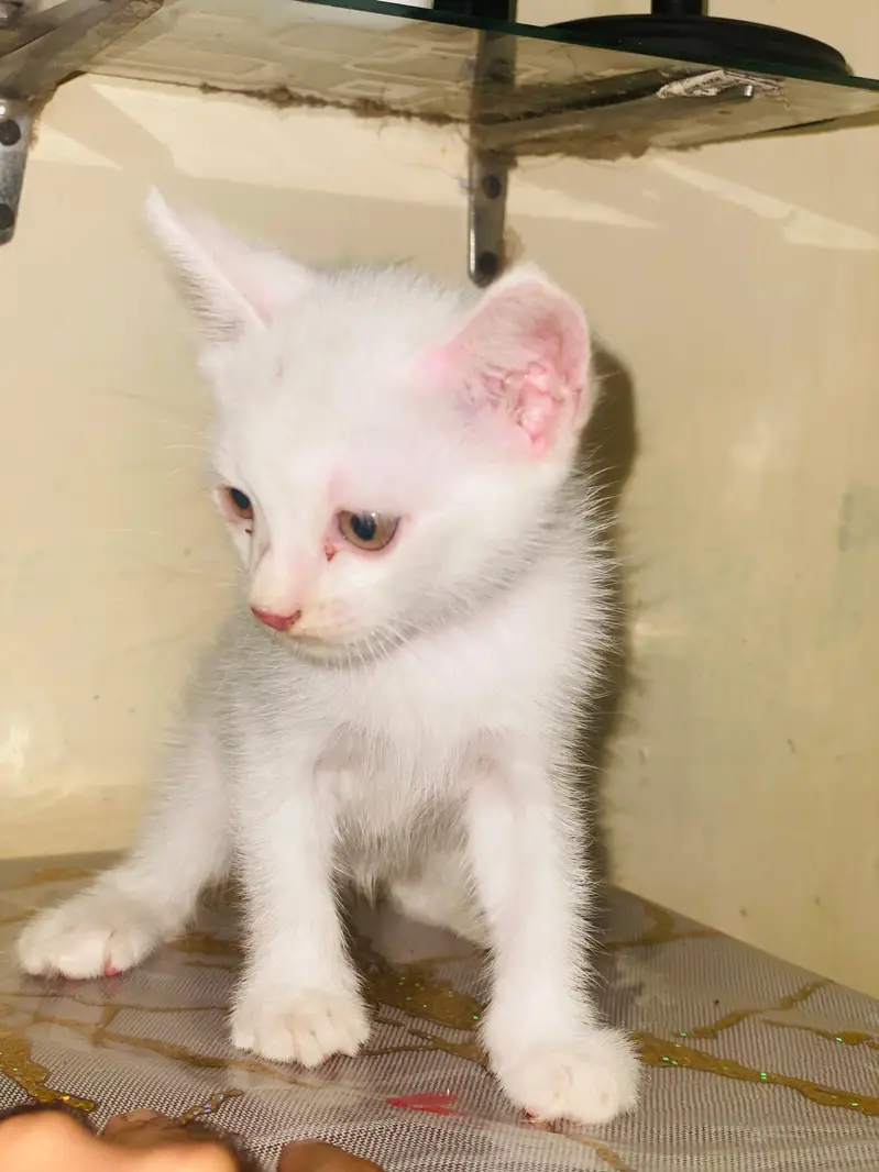 Persian kitten for sale double coated semi punch full active — photo 4