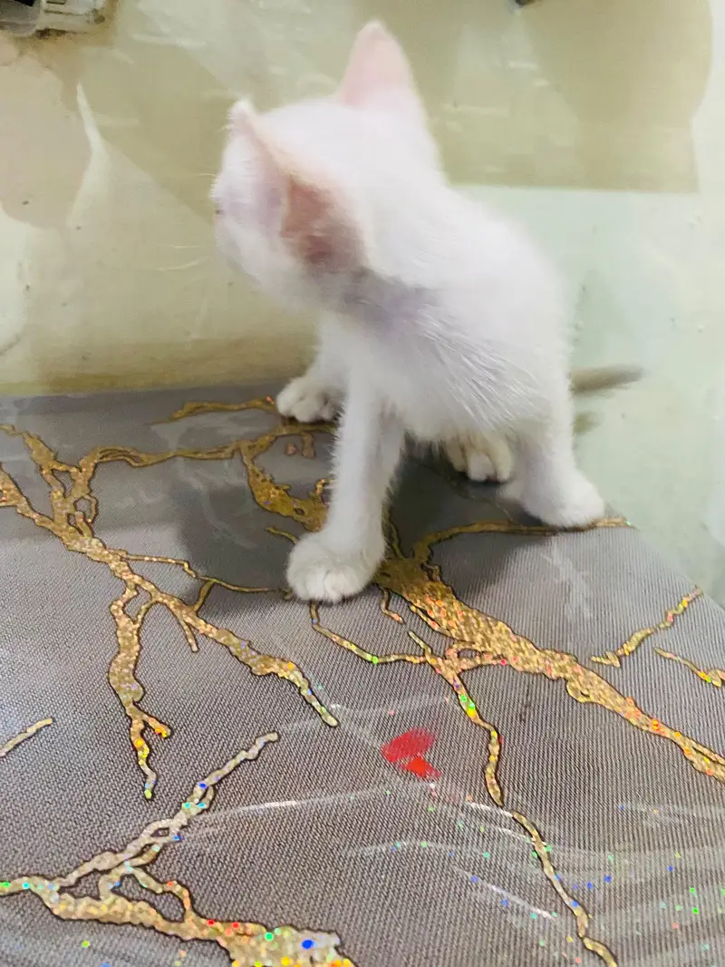 Persian kitten for sale double coated semi punch full active — photo 5
