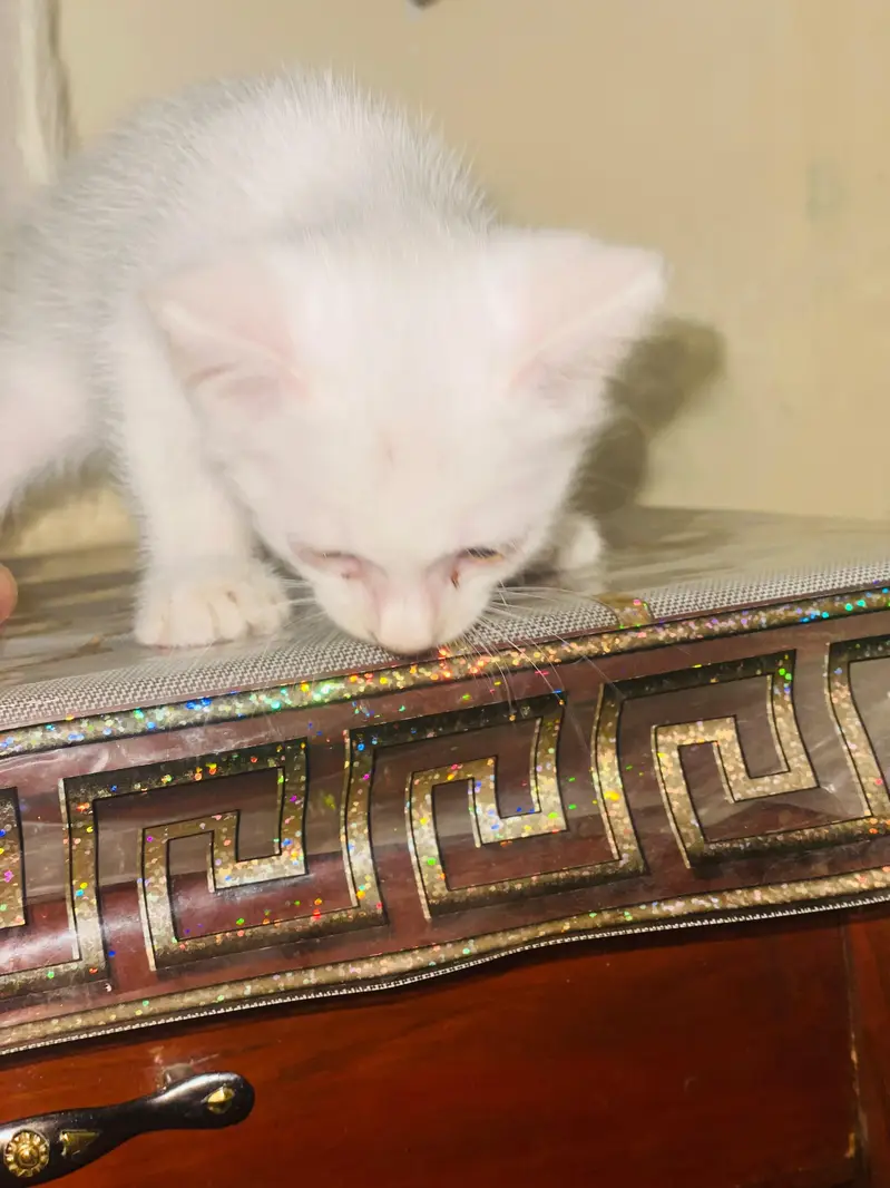 Persian kitten for sale double coated semi punch full active — photo 6