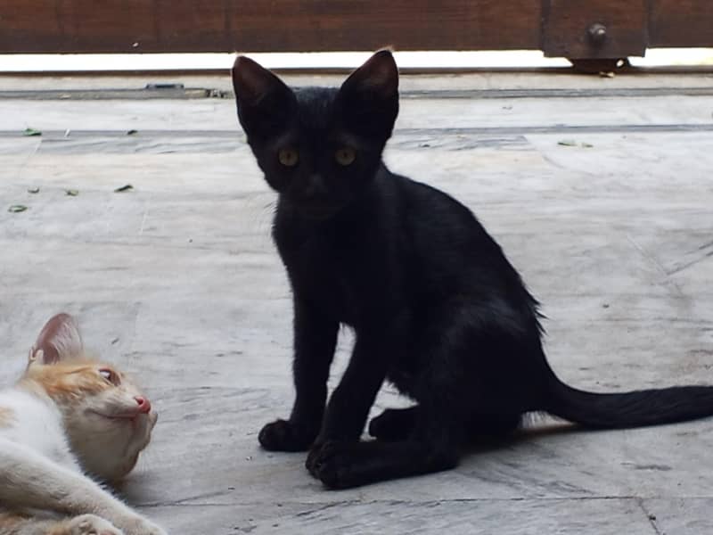 kitten 0