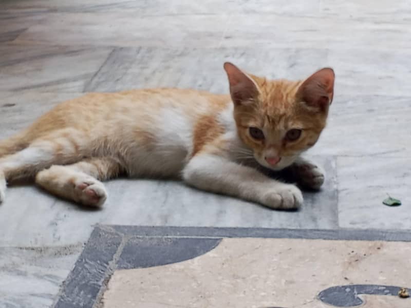 kitten 1