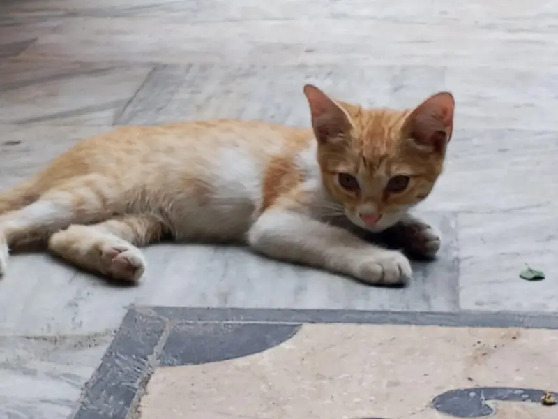 kitten — photo 2