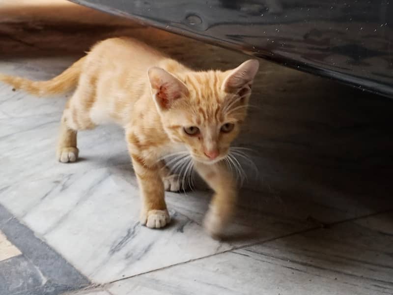 kitten 2