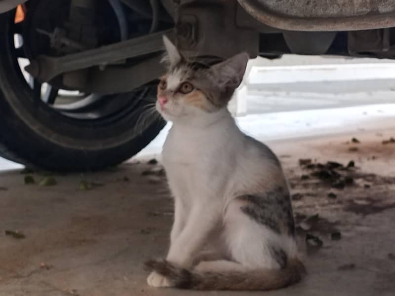 kitten 3