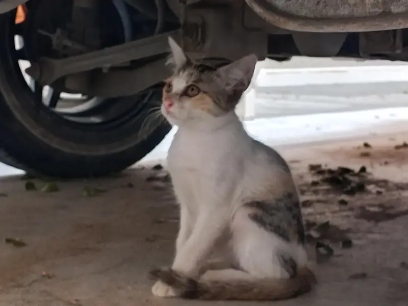 kitten — photo 4