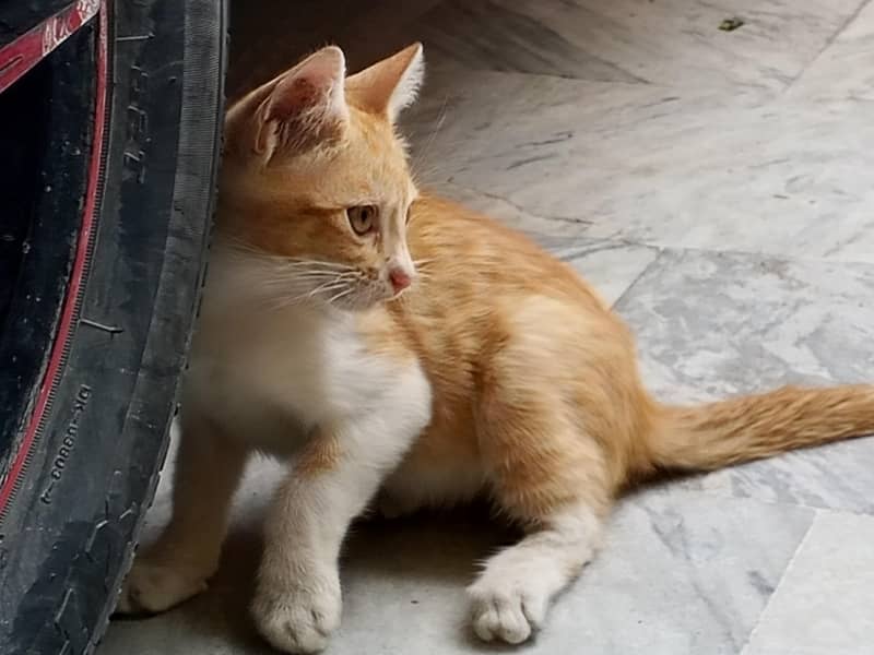 kitten 4