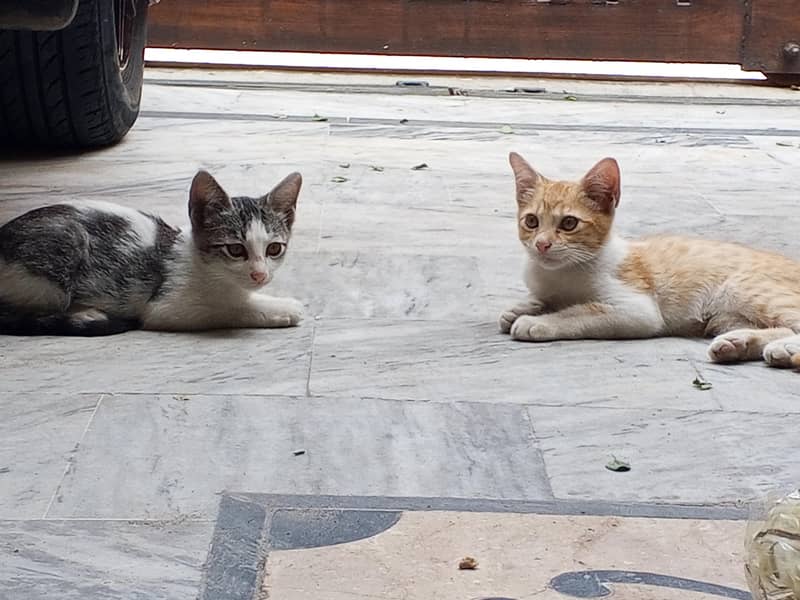 kitten 5