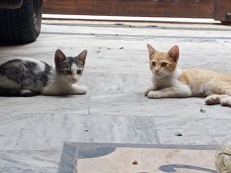 kitten — photo 6