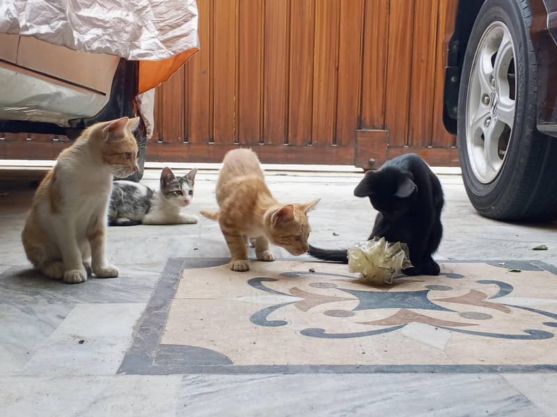 kitten 6