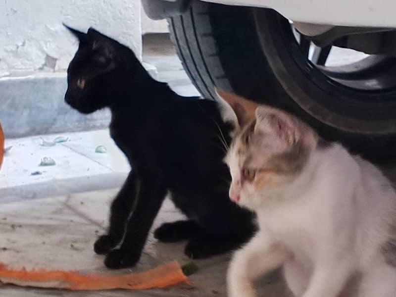 kitten 7