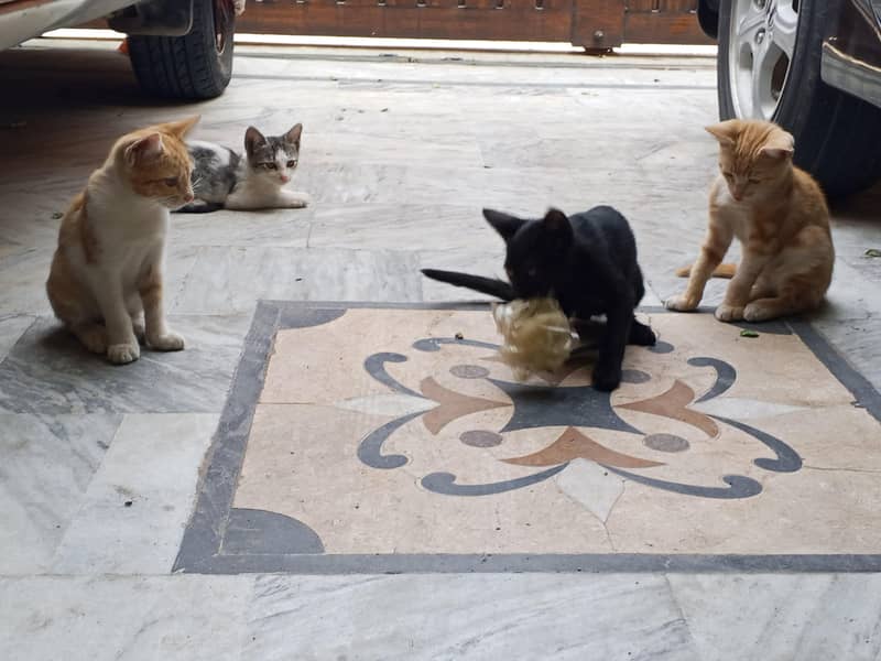 kitten 8