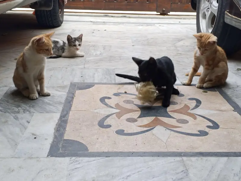 kitten — photo 9