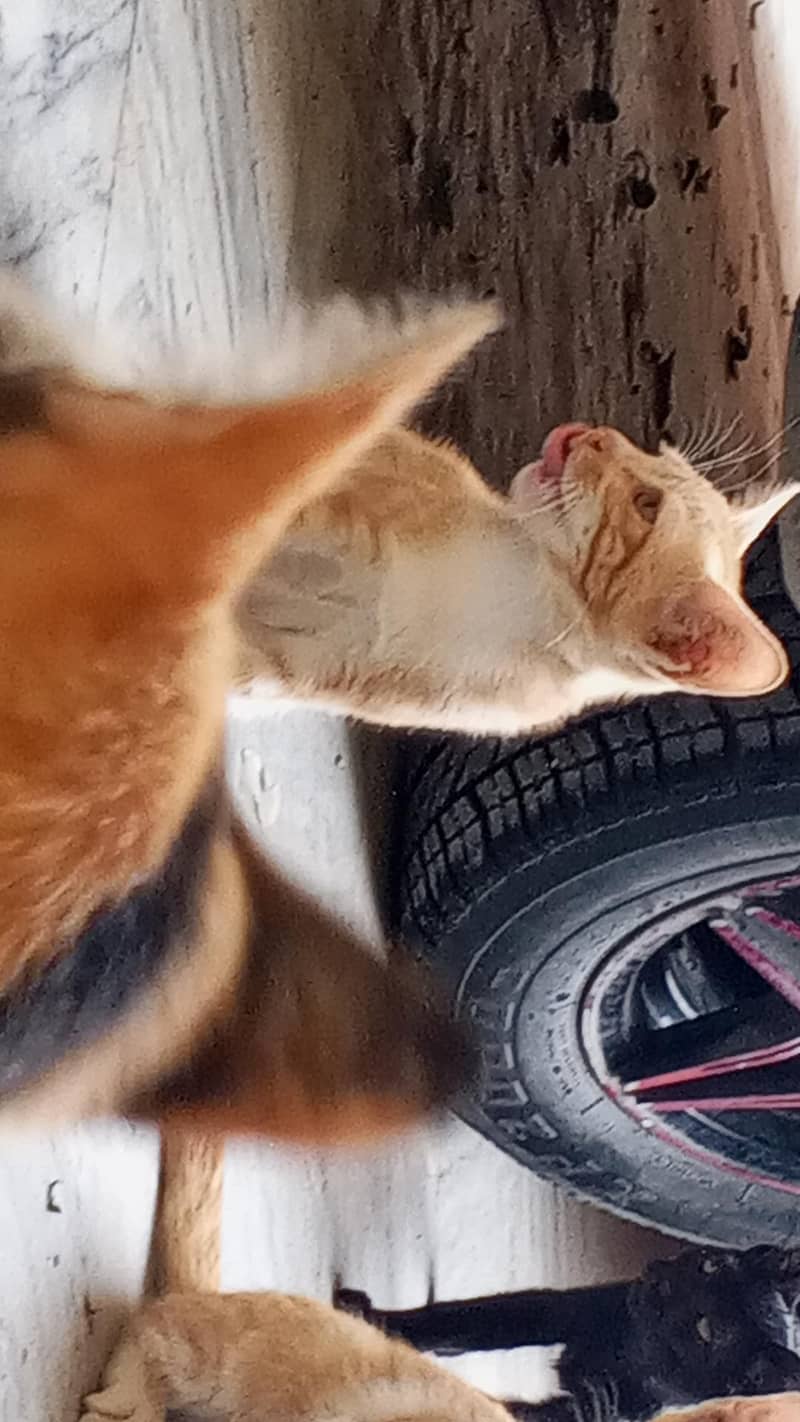 kitten 9