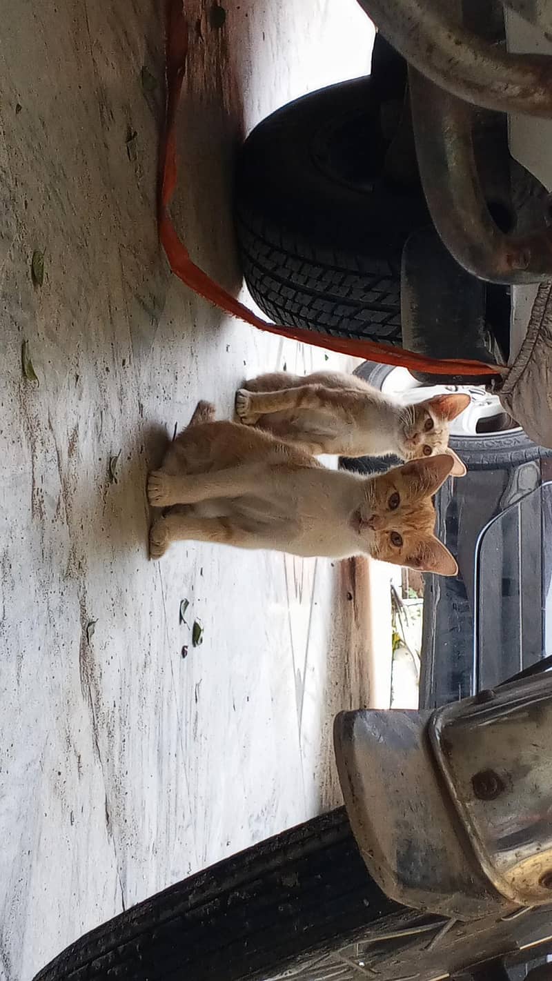 kitten 10