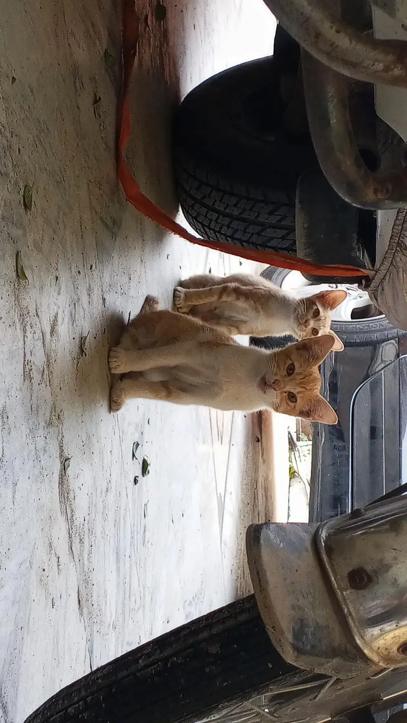 kitten — photo 11