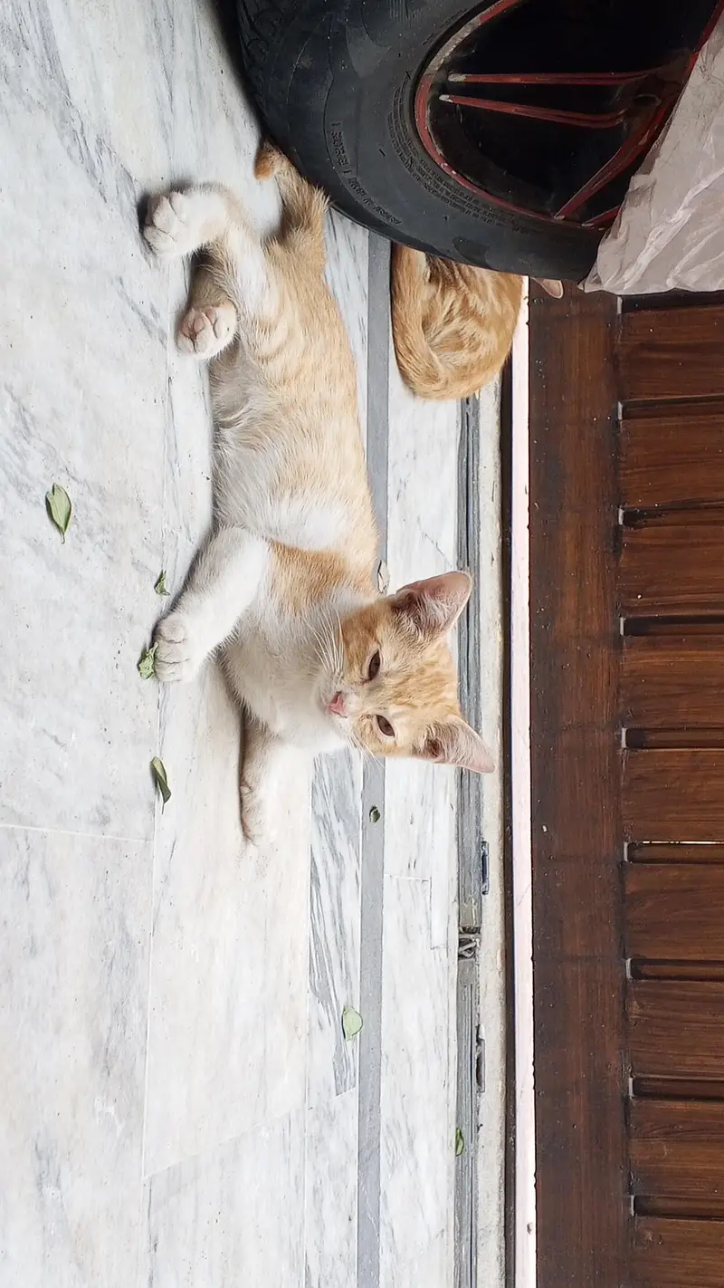 kitten — photo 12