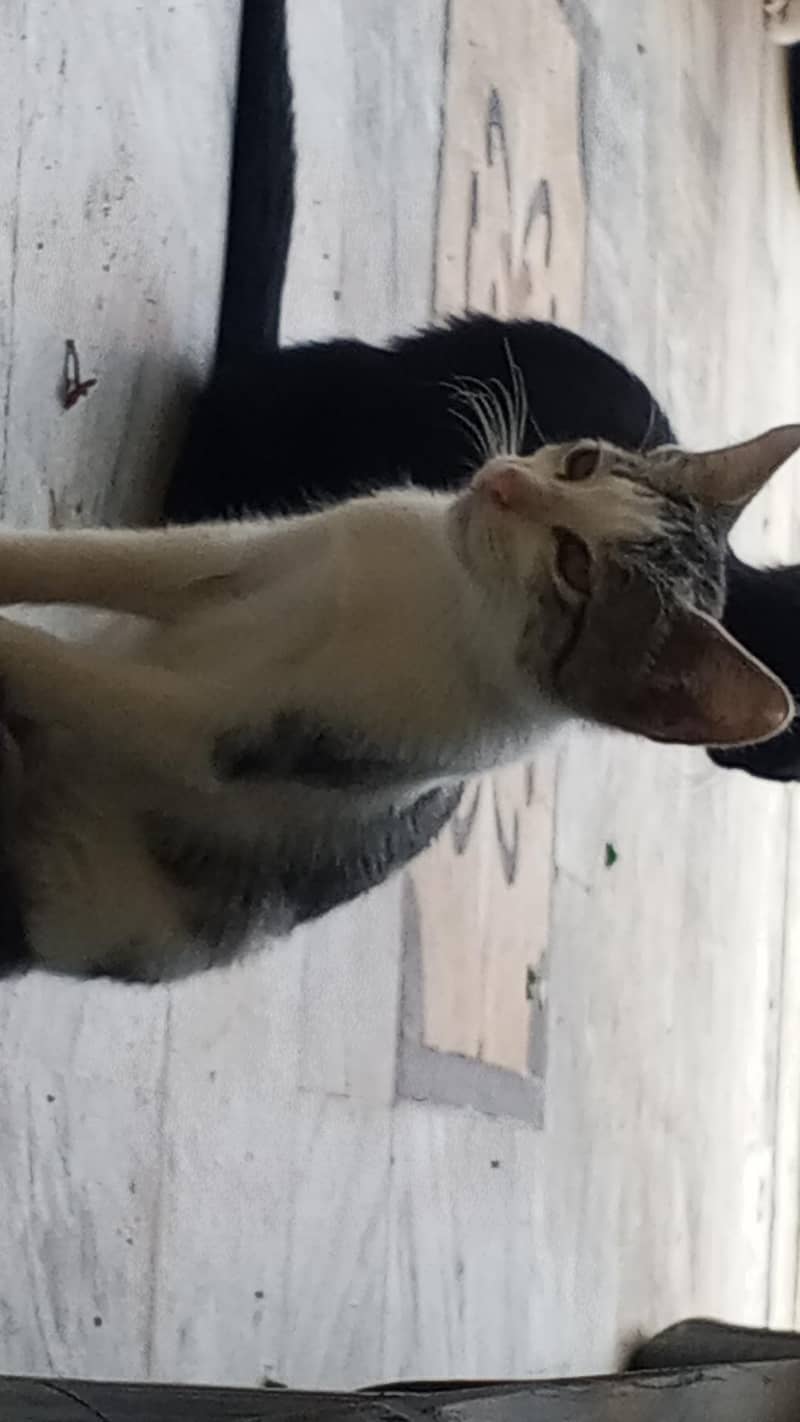 kitten 12