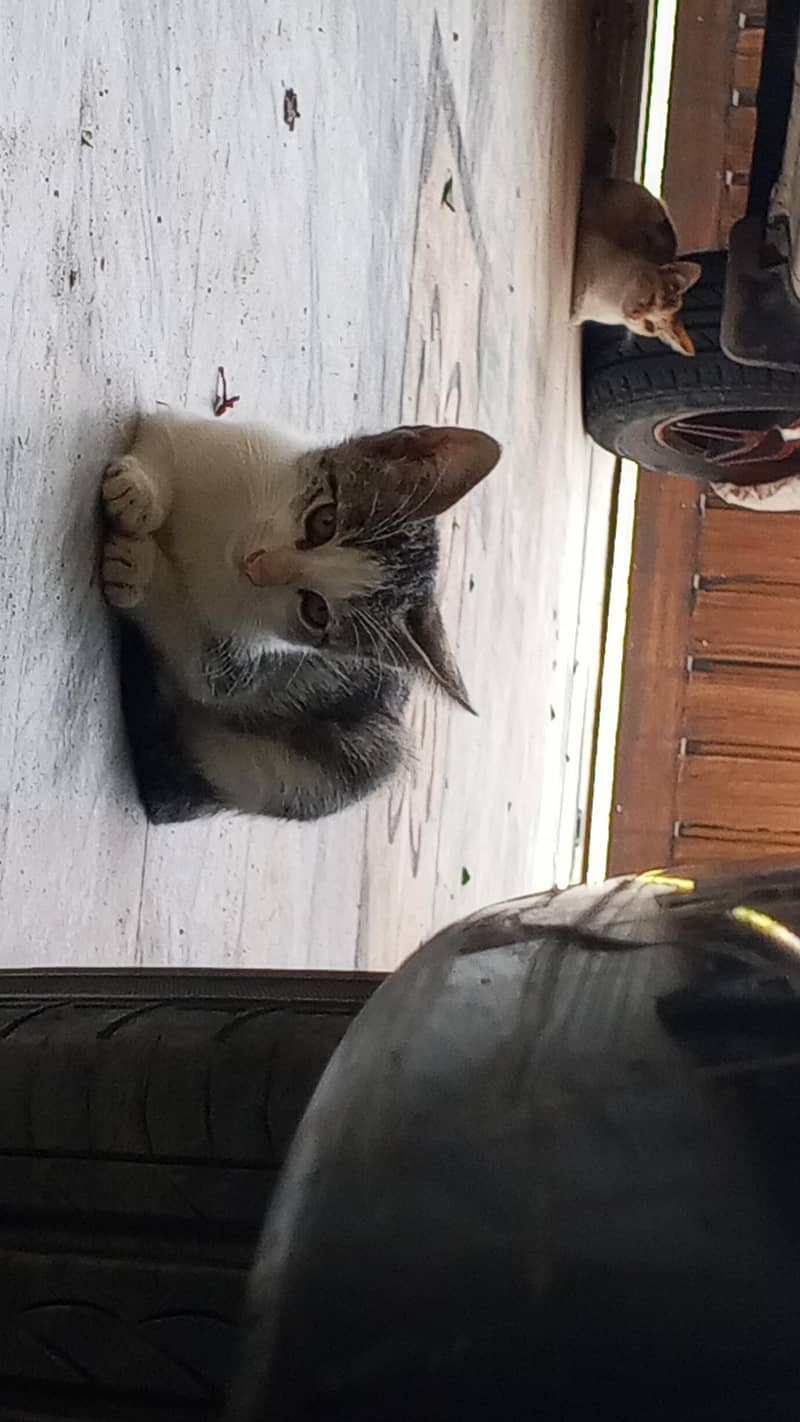 kitten 13