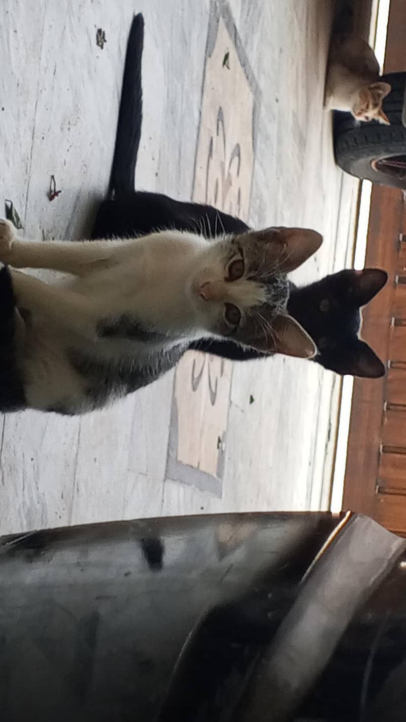 kitten 14