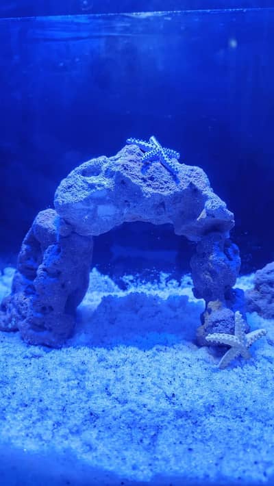 Aquarium Marine theme (New)