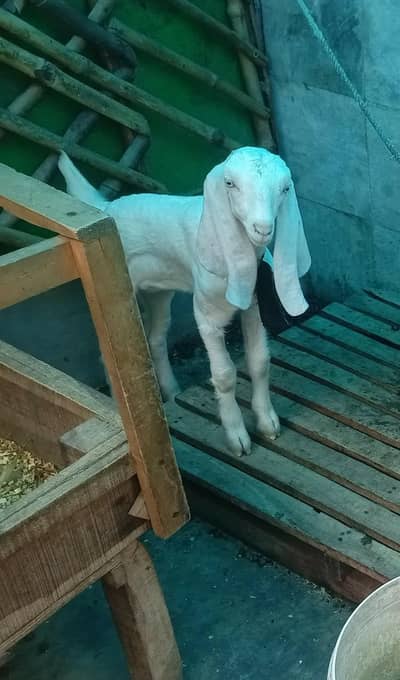 Goat female baby Path for sale