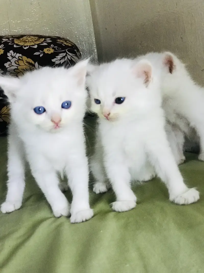 3 persian cats male or femail — photo 2