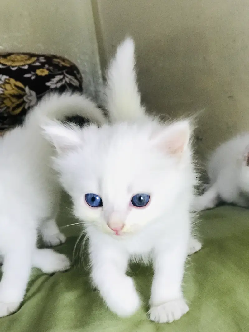 3 persian cats male or femail — photo 3