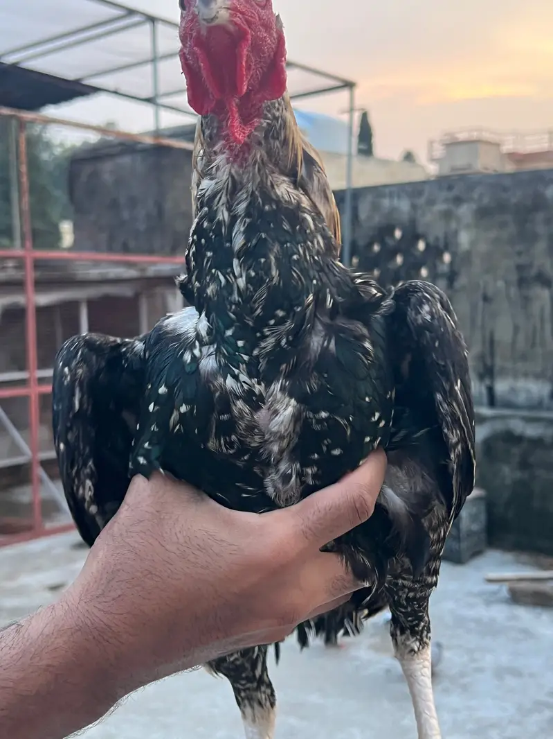 Java Aseel Murgha — photo 5
