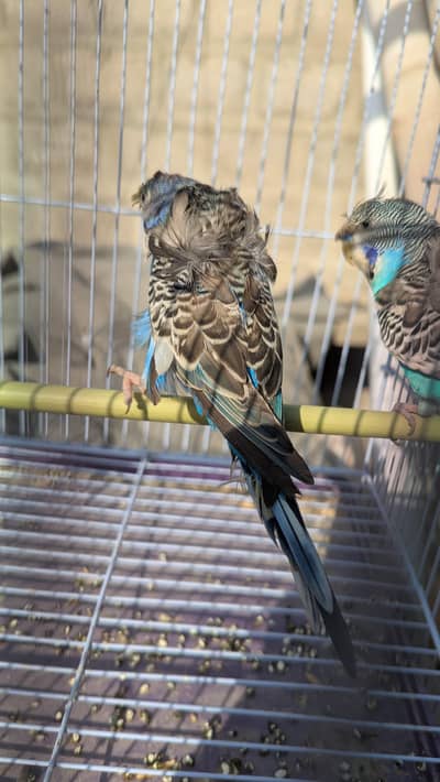 Hogoromo Double Flowers Parrot   budgies/bajri