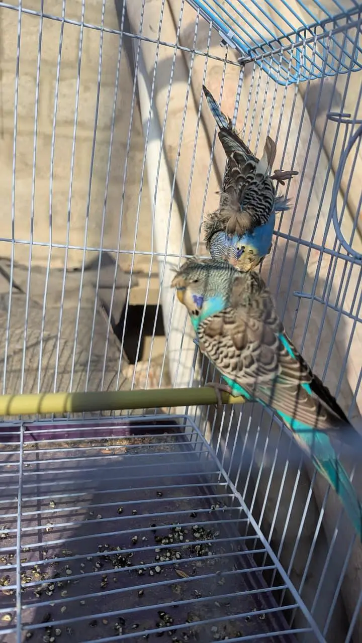 Hogoromo Double Flowers Parrot   budgies/bajri — photo 2
