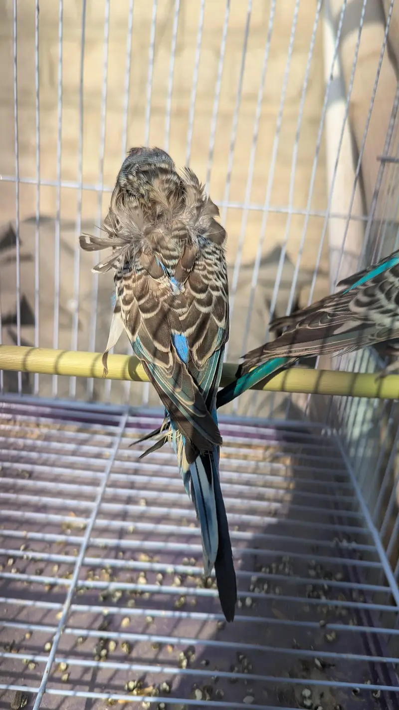Hogoromo Double Flowers Parrot   budgies/bajri — photo 4