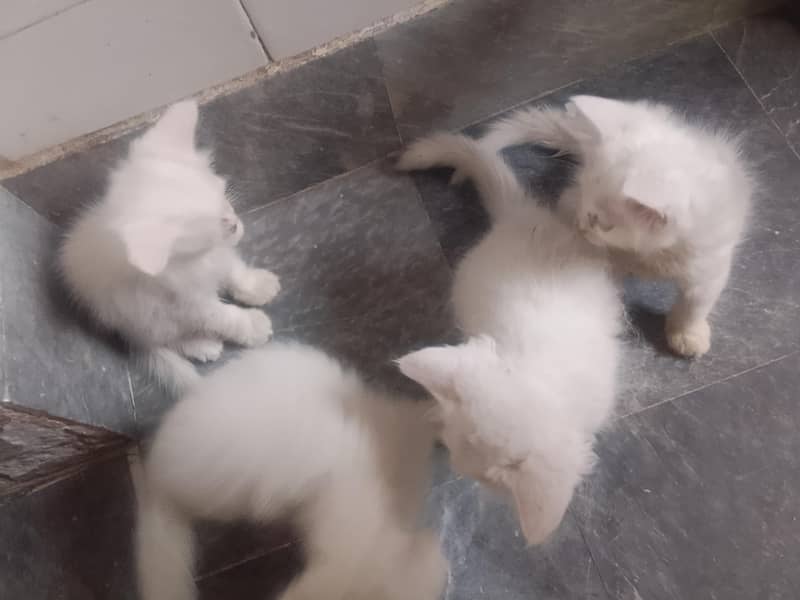 kittens 0