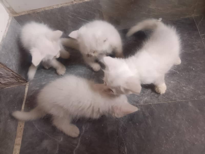 kittens 1
