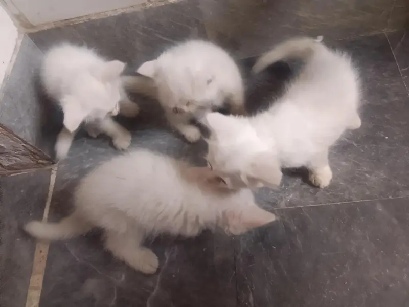 kittens — photo 2