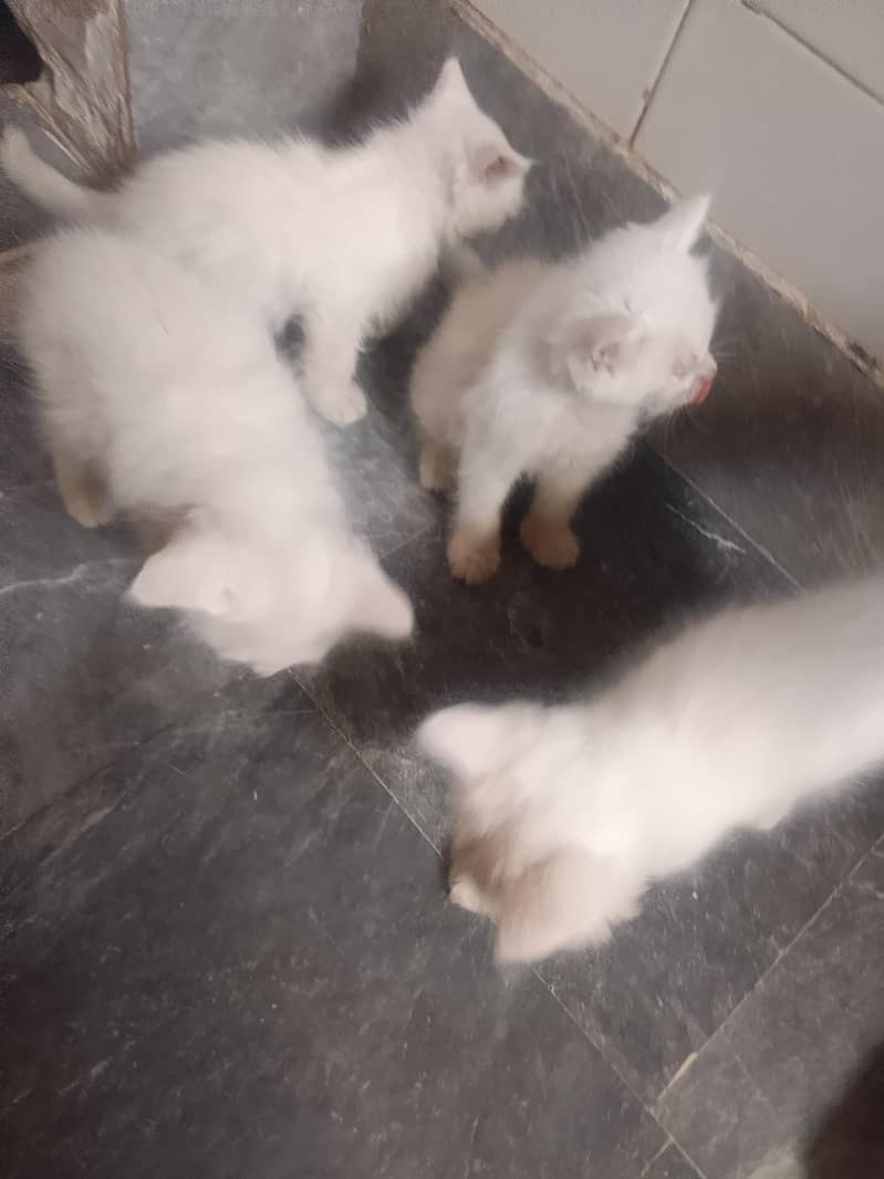 kittens 2