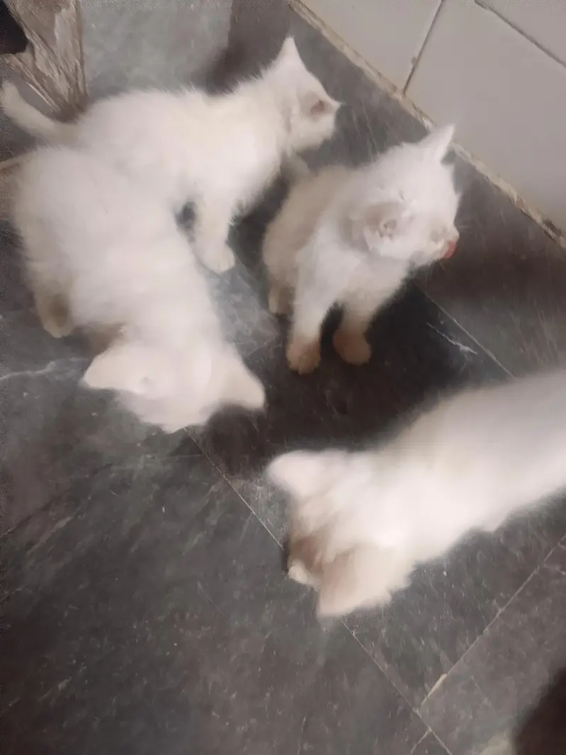kittens — photo 3