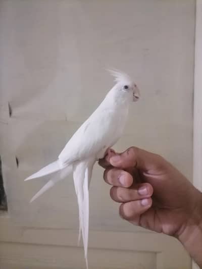 White ha