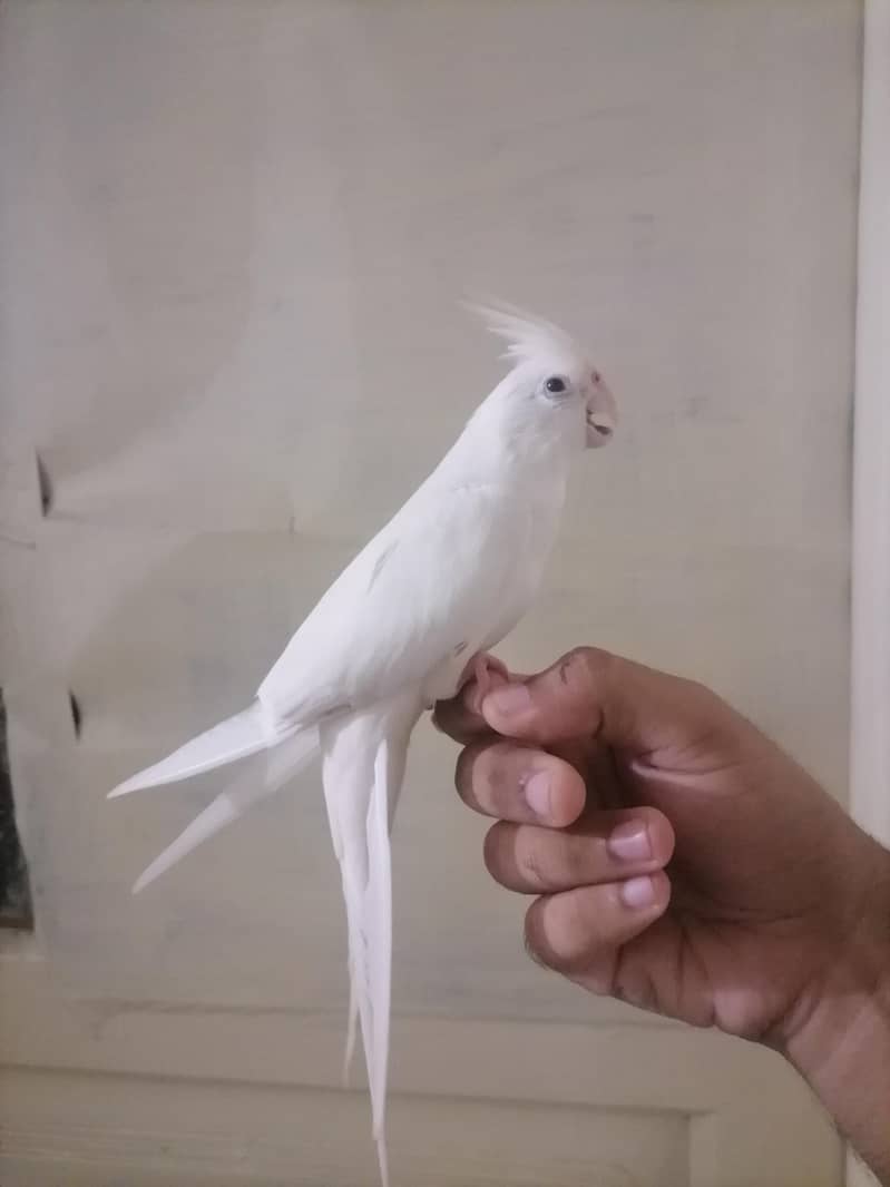 White ha 0